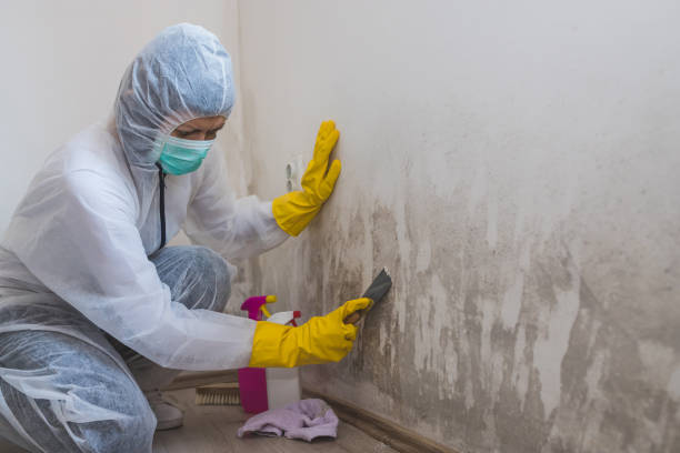 Best Residential Mold Remediation in Morganville, NJ