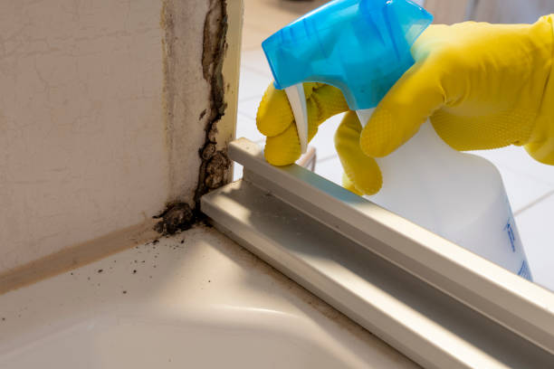 Best Emergency Mold Remediation in Morganville, NJ