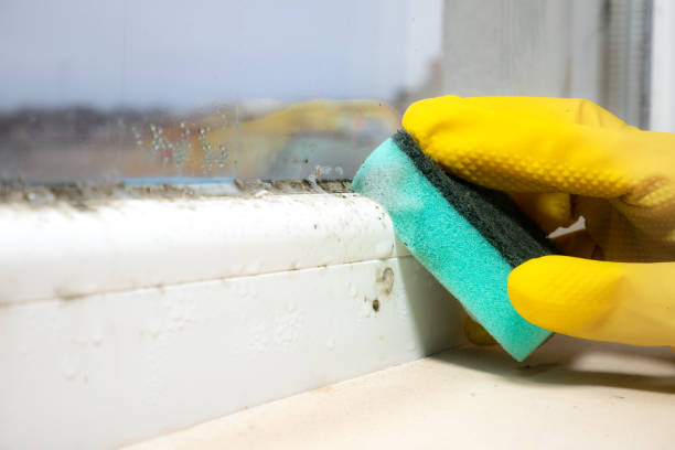 Best Localized Mold Remediation (e.g., coastal areas, humid climates) in Morganville, NJ