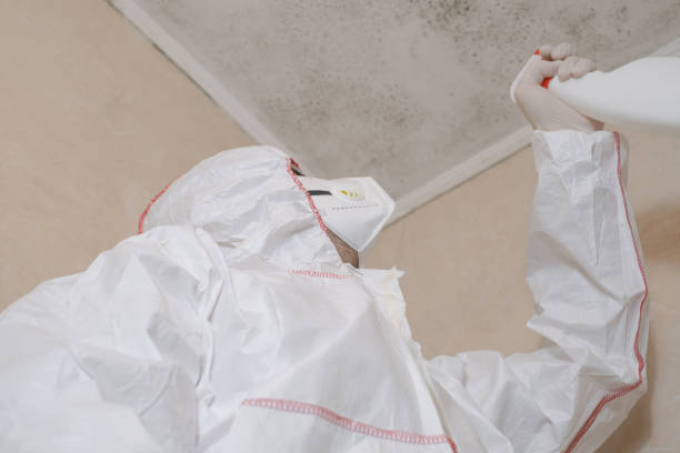 Best Black Mold Remediation in Morganville, NJ