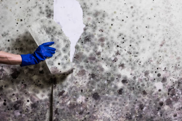 Best Post-Flood Mold Remediation in Morganville, NJ