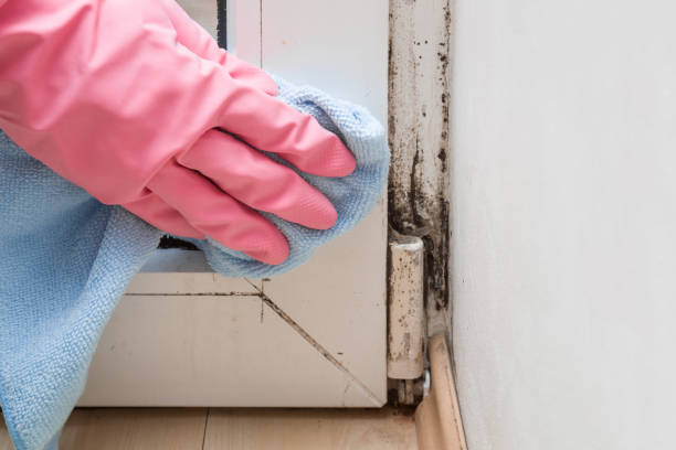 Best Residential Mold Remediation in Morganville, NJ