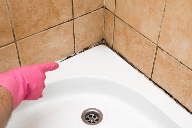 Best Crawl Space Mold Remediation in Morganville, NJ